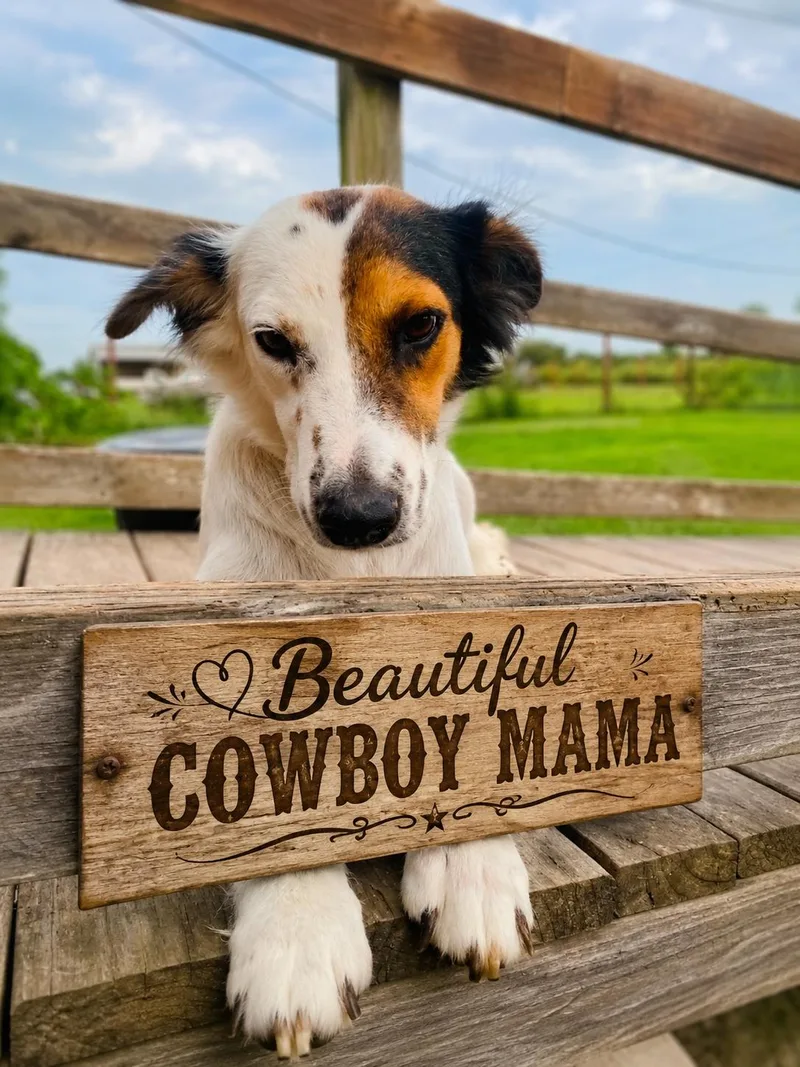 Cowboy Litter thumbnail 2