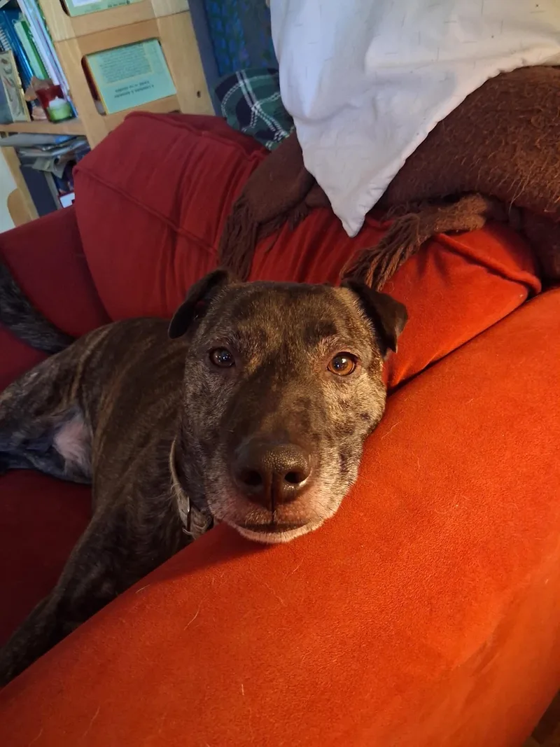 An adult large-sized male Plott Hound dog named Baby Man for adoption in Kansas City, MO