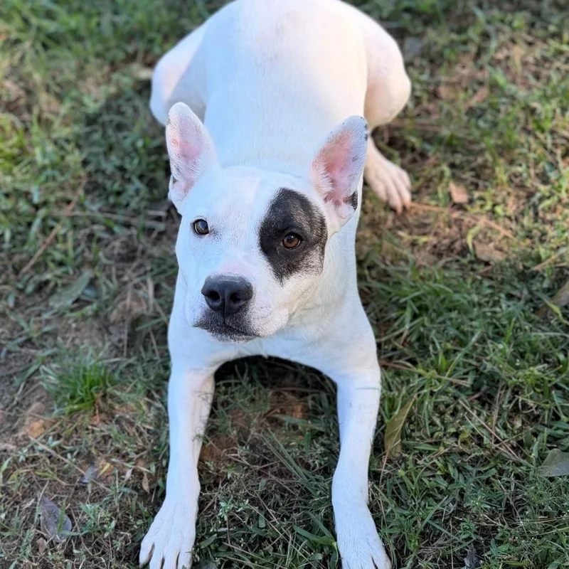 An adult medium-sized female Mixed Breed dog named Jill for adoption in Summerdale, AL