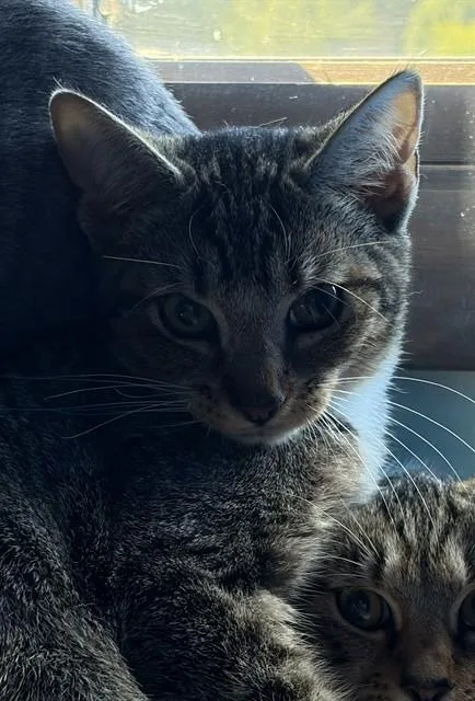 A baby small-sized female Domestic Short Hair cat named Stormy for adoption in Westminster, MD