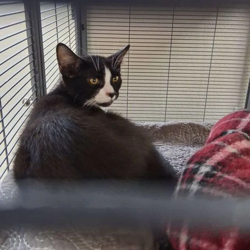 A young medium-sized male Black & White / Tuxedo Domestic Short Hair cat named Hershey for adoption in Lake Havasu City, AZ