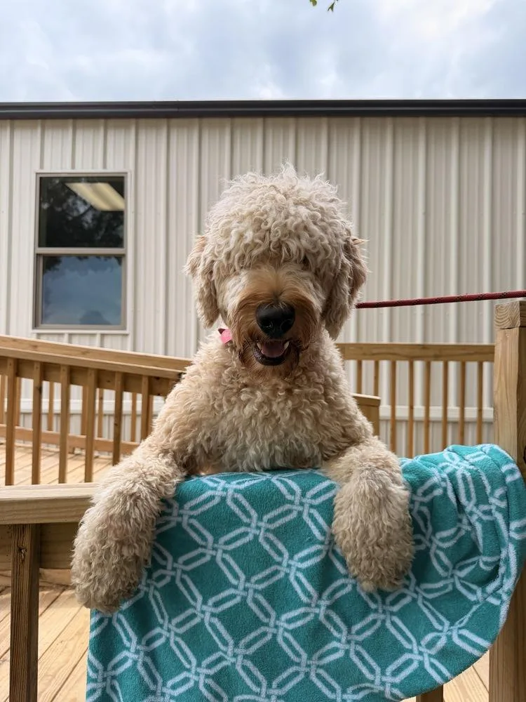 An adult large-sized male Labradoodle dog named Journey for adoption in Richmond, TX