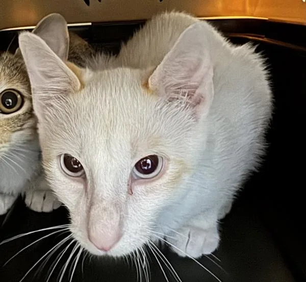 A young medium-sized male Domestic Short Hair cat named Leo Bonded With for adoption in Des Moines, IA