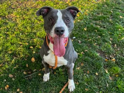 An adult large-sized male Pit Bull Terrier dog named Scrappy for adoption in Los Angeles, CA