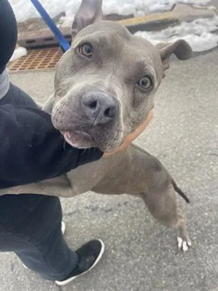 An adult medium-sized female Pit Bull Terrier dog named Ivy for adoption in Bridgewater, NJ