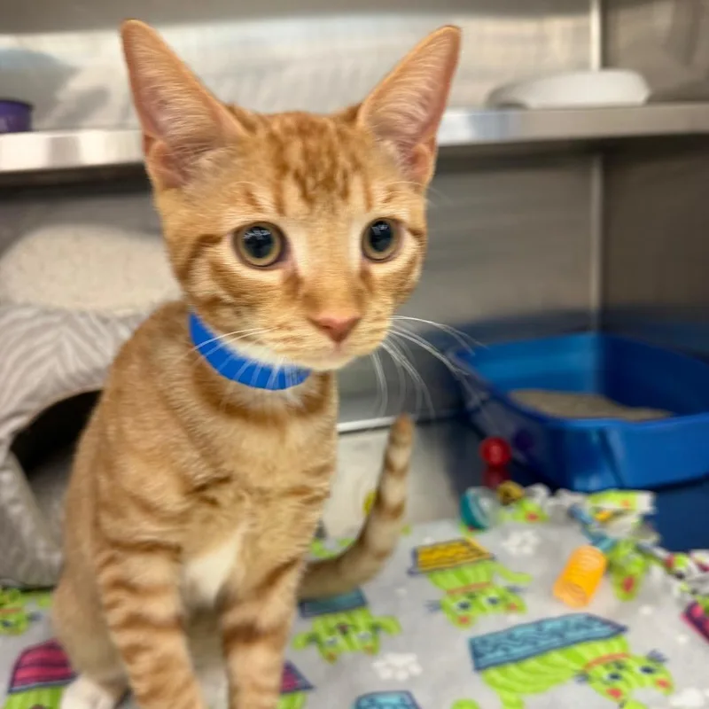 A baby medium-sized male Orange / Red Domestic Short Hair cat named Rocky for adoption in Hamburg, NY