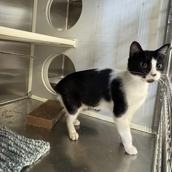 A young small-sized female Domestic Short Hair cat named Ballerina for adoption in Des Moines, IA