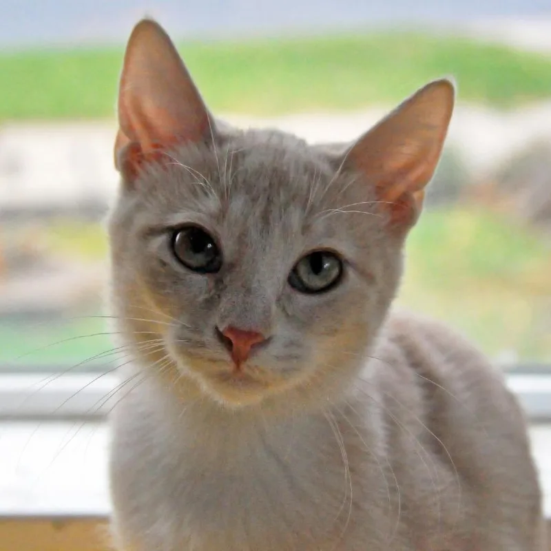 A baby small-sized female Orange / Red Domestic Short Hair cat named Gabbana for adoption in Layton, UT