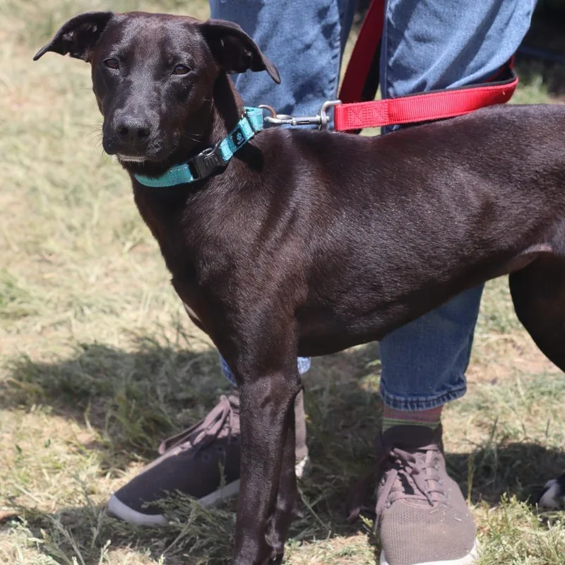 A young medium-sized female Black Mixed Breed dog named Sally for adoption in Waukesha, WI