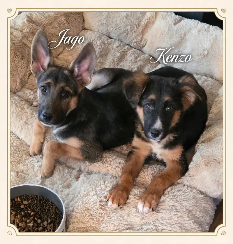 A baby large-sized male German Shepherd Dog dog named Jago for adoption in Rome, GA