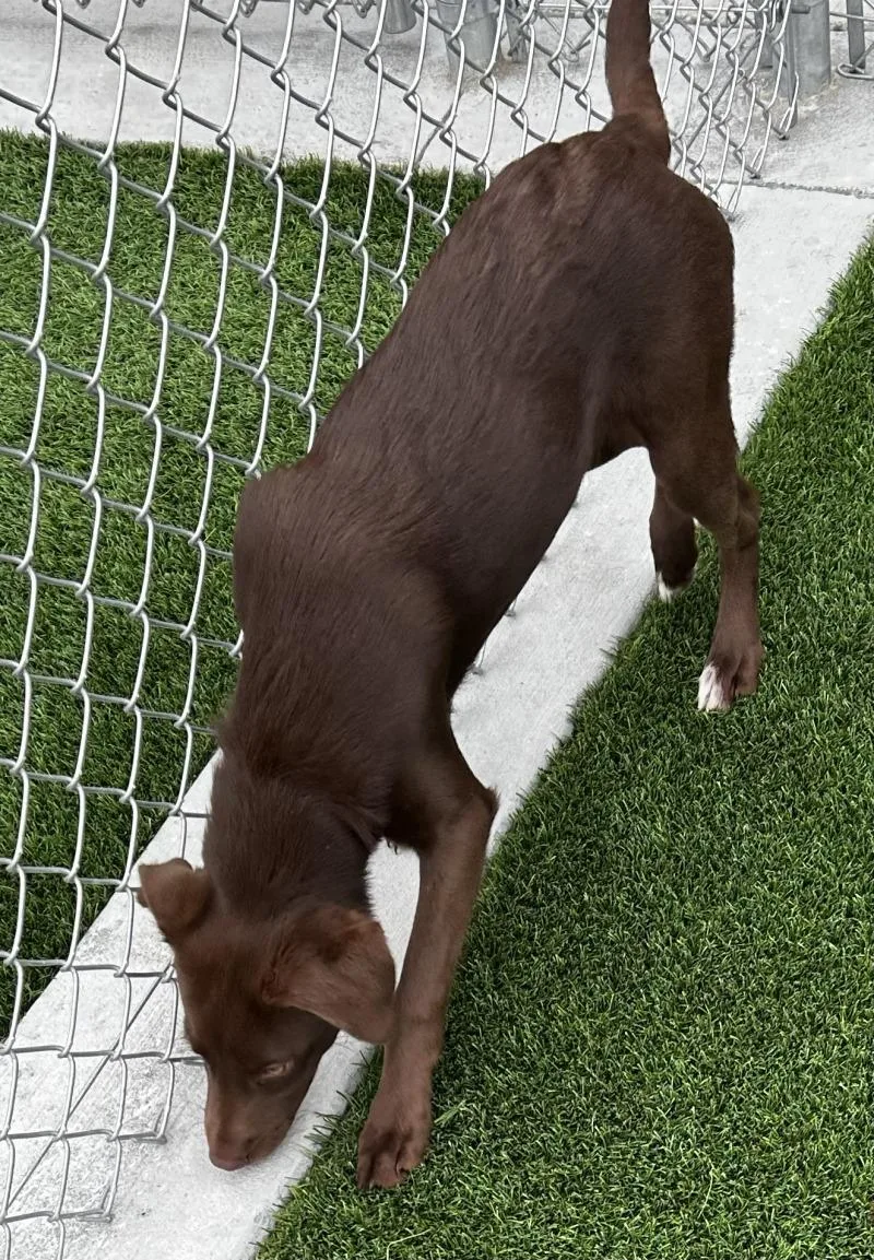 A young medium-sized female Brown / Chocolate Australian Shepherd dog named Jessi for adoption in bellefontaine, OH