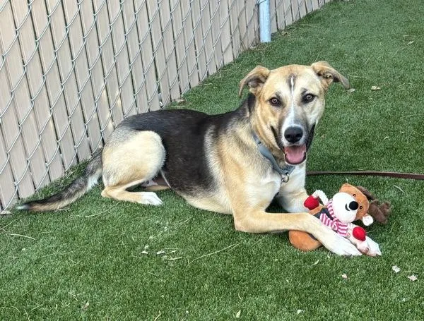 A young large-sized female Shepherd dog named Sophie for adoption in Escondido, CA
