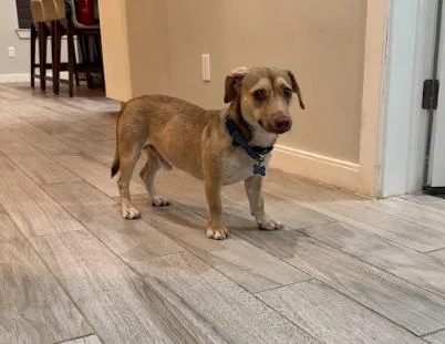 A young medium-sized male Yellow / Tan / Blond / Fawn Dachshund dog named Ollie for adoption in Boulder, CO
