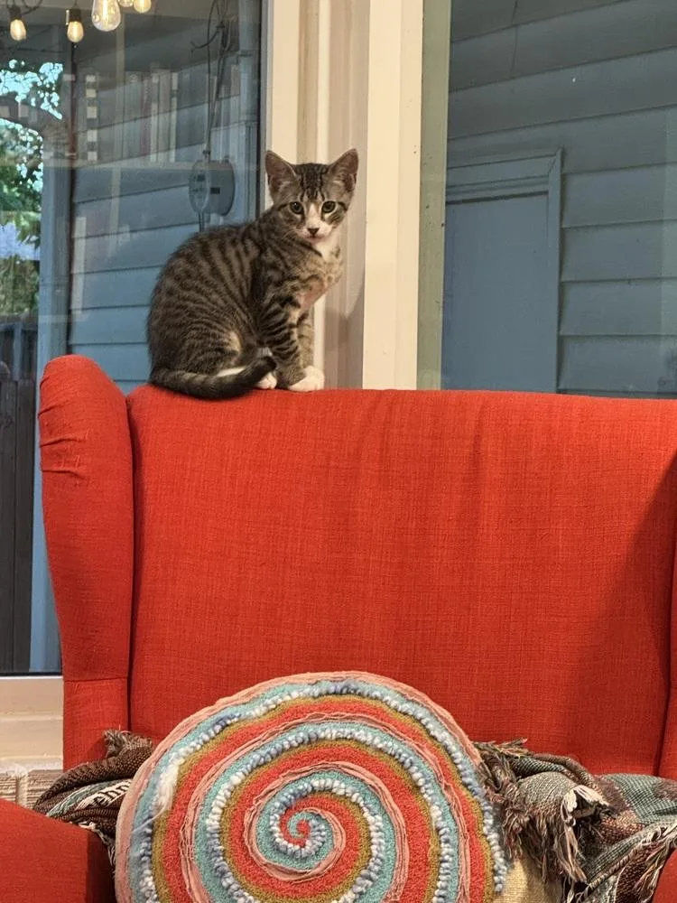 A baby small-sized male Gray & White Tabby cat named Vernon for adoption in Dallas, TX