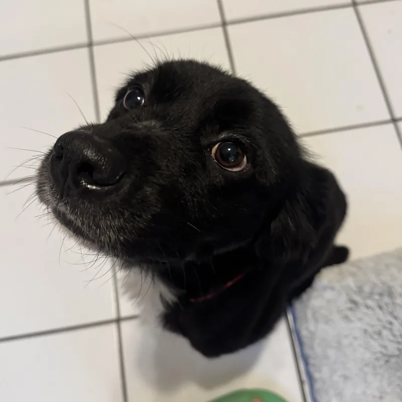An adult small-sized male Spaniel dog named Truman for adoption in New Orleans, LA