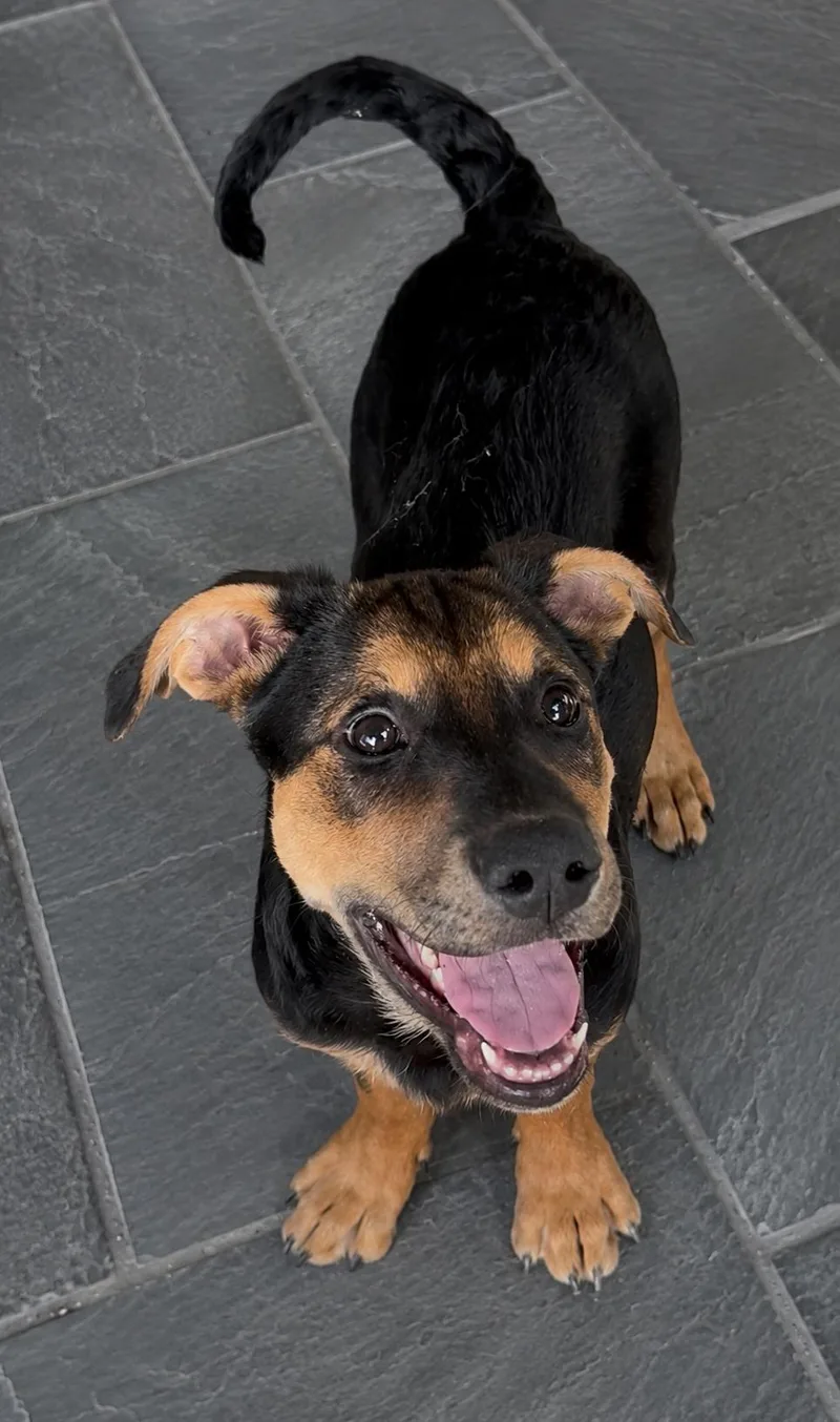A baby large-sized female Bicolor Labrador Retriever dog named Rebel for adoption in Pleasant Valley, NY