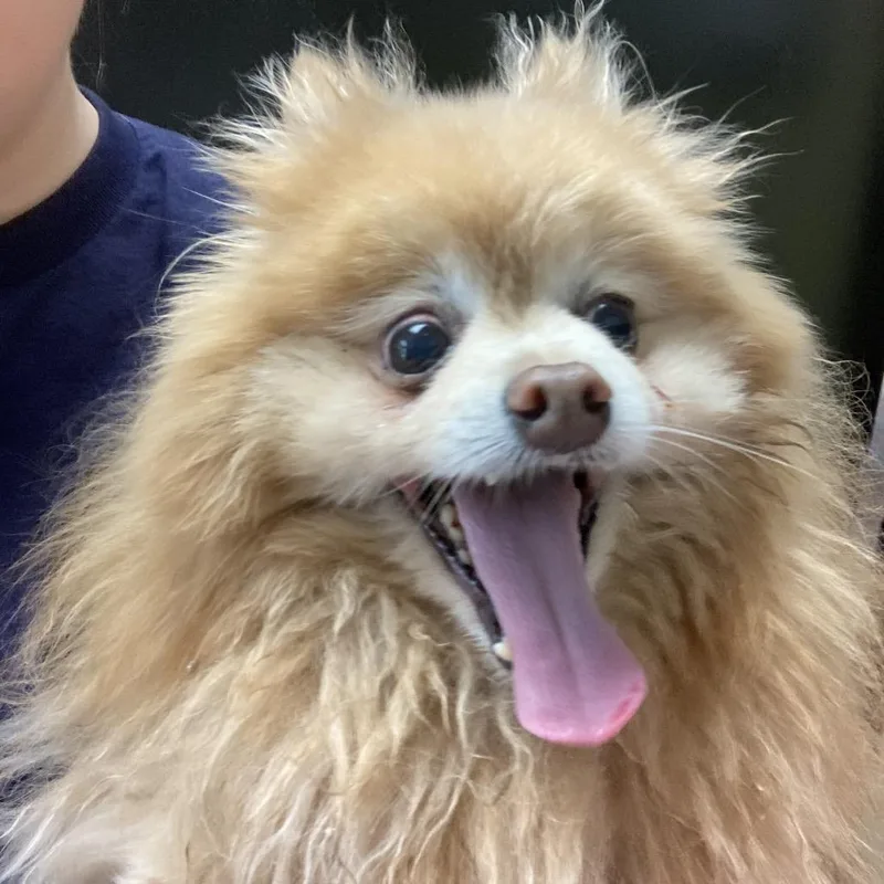 A senior small-sized male Apricot / Beige Pomeranian dog named Walle for adoption in Saint Charles, MO