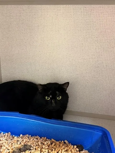 A young medium-sized male Domestic Short Hair cat named Bagheera for adoption in San Luis Obispo, CA