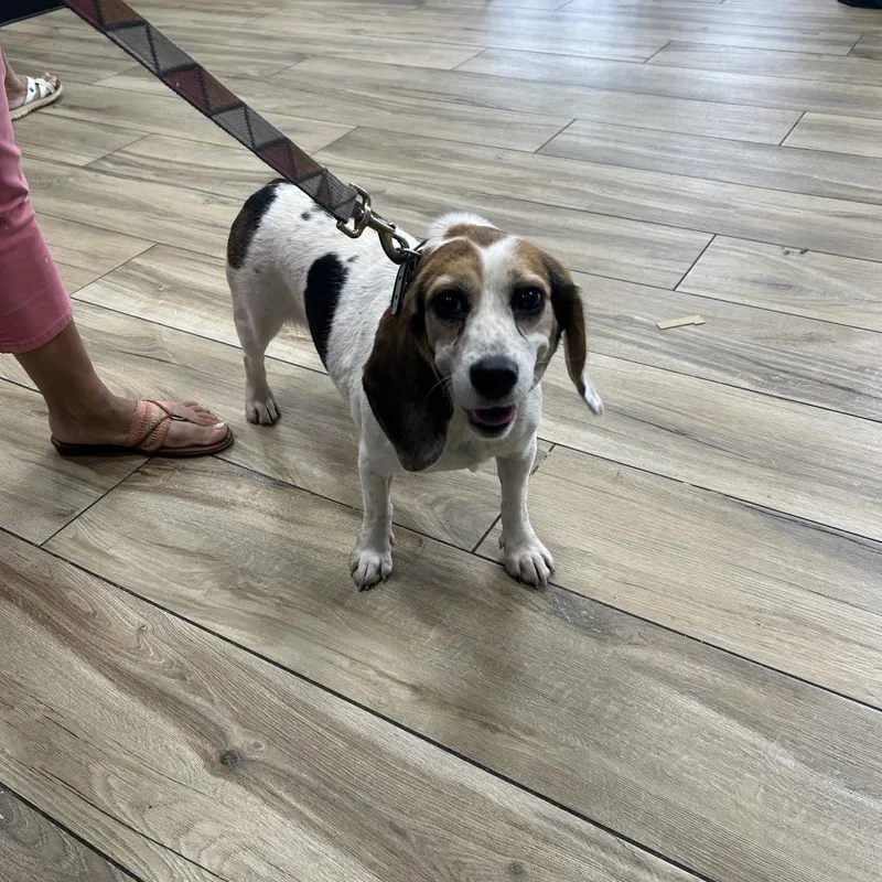 An adult small-sized female Beagle dog named Bianca for adoption in Newark, NJ