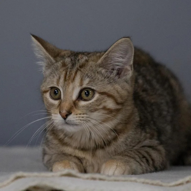 An adult small-sized female Brown / Chocolate Domestic Short Hair cat named Vivian for adoption in Madisonville, KY