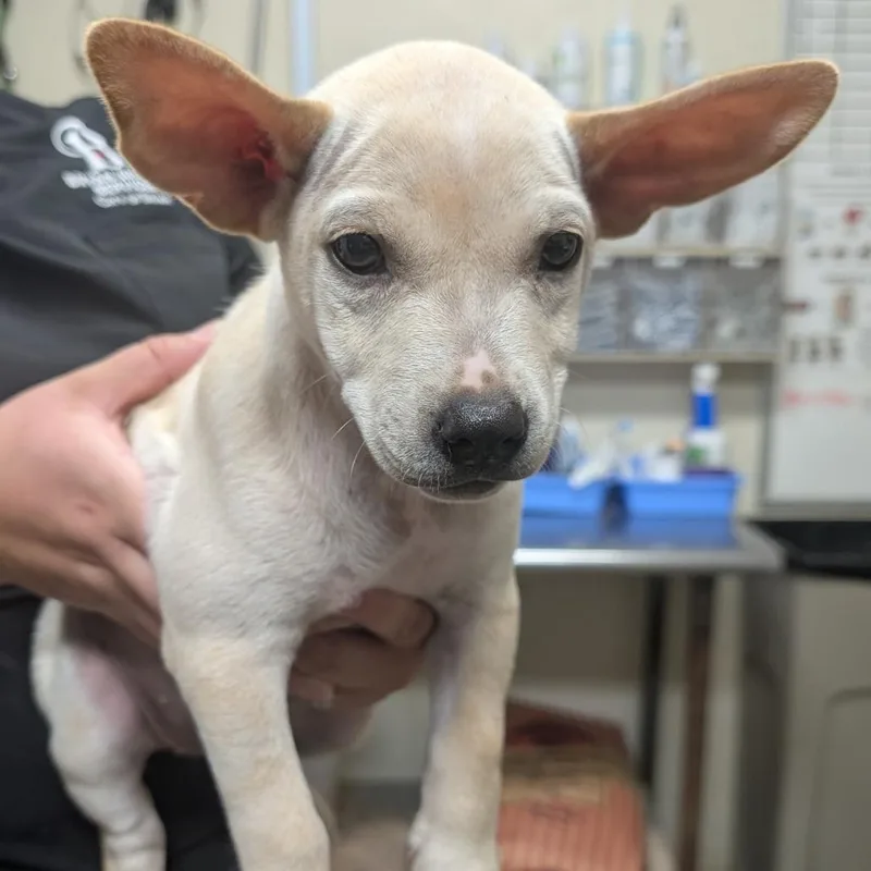 A baby small-sized female Yellow / Tan / Blond / Fawn Hound dog named Mary Poppins for adoption in Bryan, TX