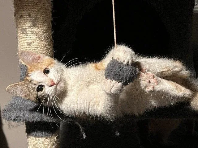 A baby small-sized female Domestic Short Hair cat named Tori for adoption in O'Fallon, MO