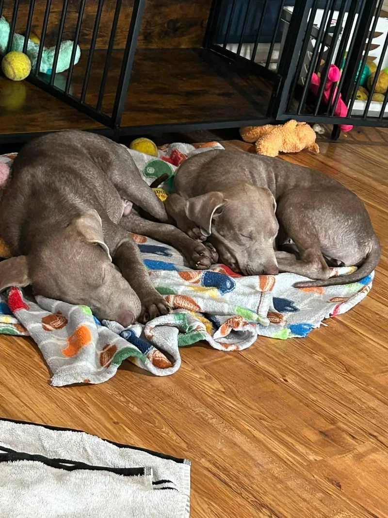 A baby large-sized male Weimaraner dog named Weimys for adoption in Brooksville, FL