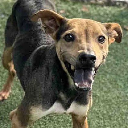 A senior medium-sized male Brown / Chocolate Terrier dog named Chuppie for adoption in Ramona, CA