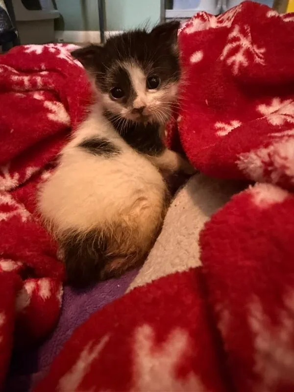 A young medium-sized female Black Domestic Short Hair cat named Prongs for adoption in Grand Rapids, MI