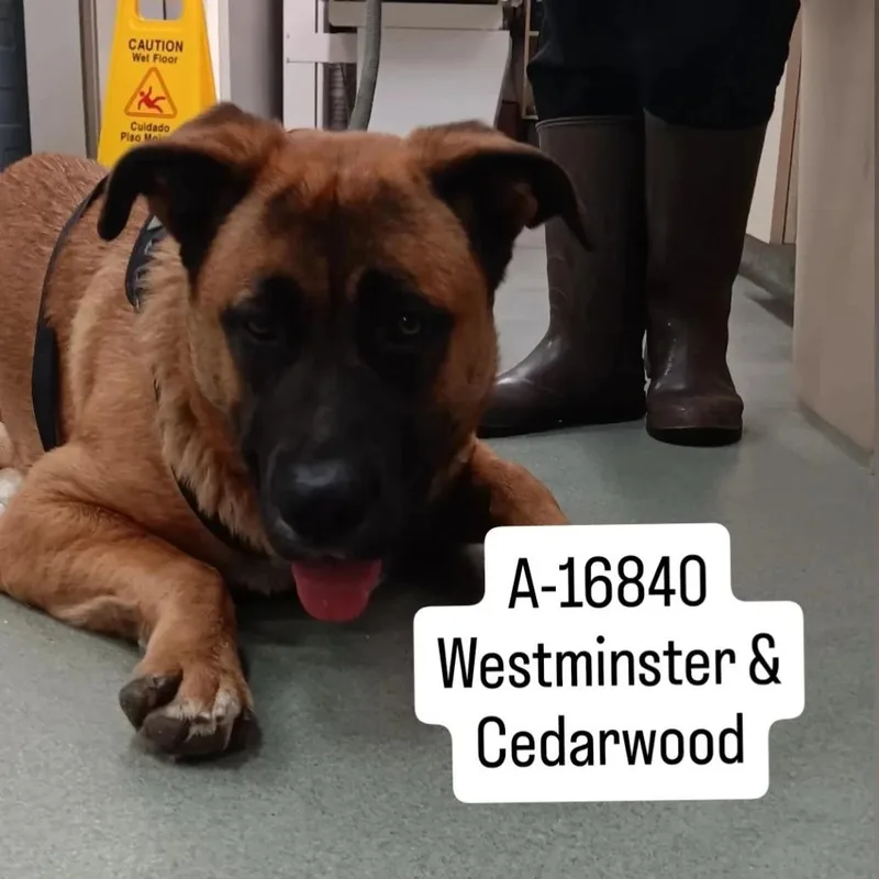 An adult large-sized female Brown / Chocolate Shepherd dog named Lola for adoption in Westminster, CA