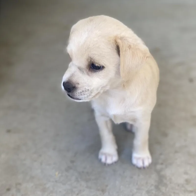 A baby medium-sized female Yellow / Tan / Blond / Fawn Labrador Retriever dog named Sprinkle for adoption in Escondido, CA
