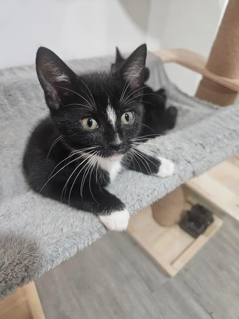 A baby small-sized female Black & White / Tuxedo Domestic Short Hair cat named Victoria & Savannah for adoption in Stamford, CT