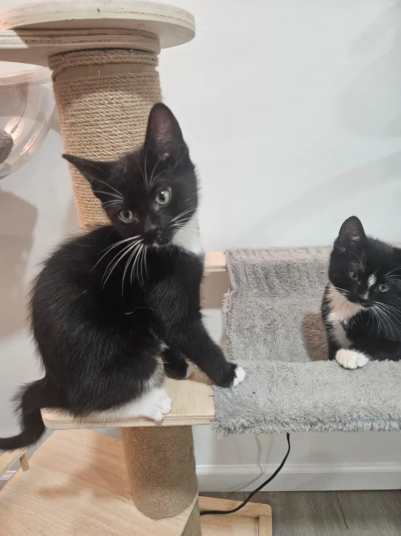 Victoria & Savannah thumbnail 2