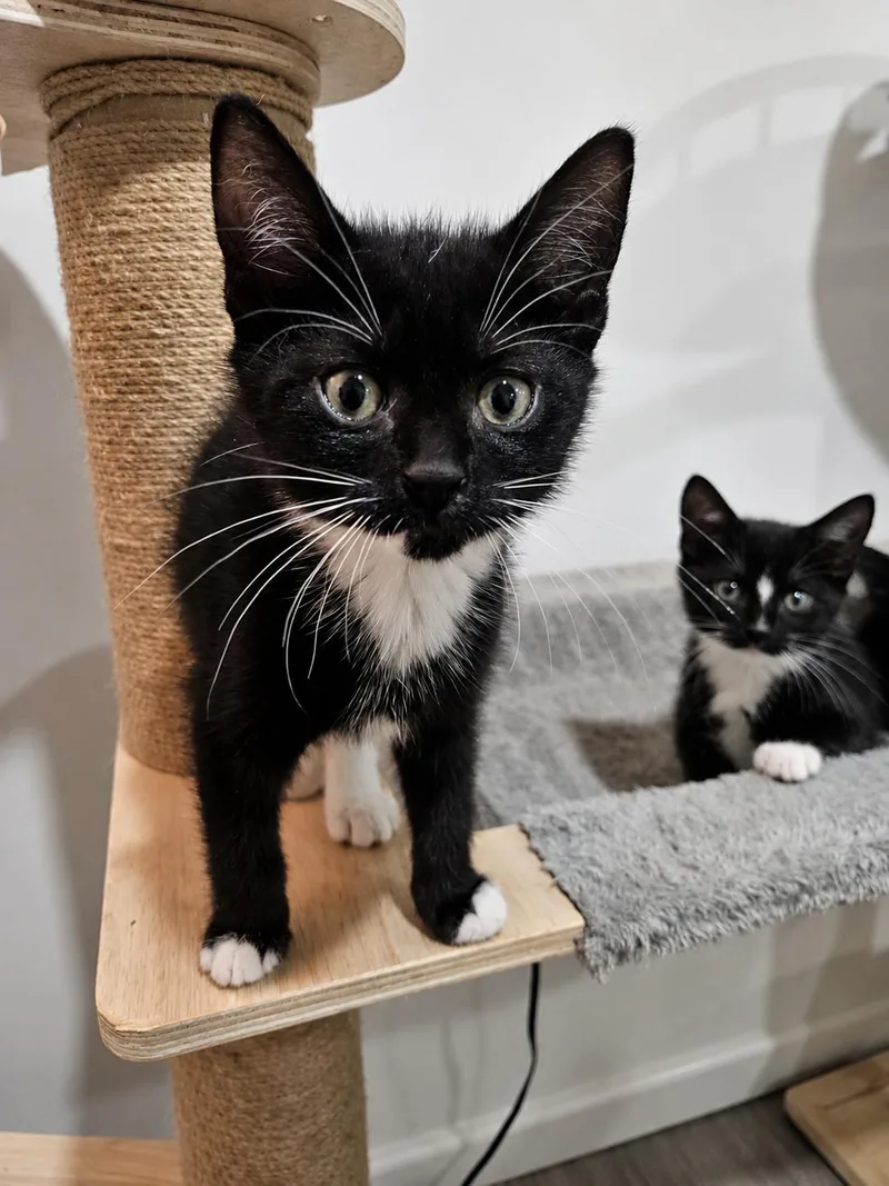 Victoria & Savannah thumbnail 4