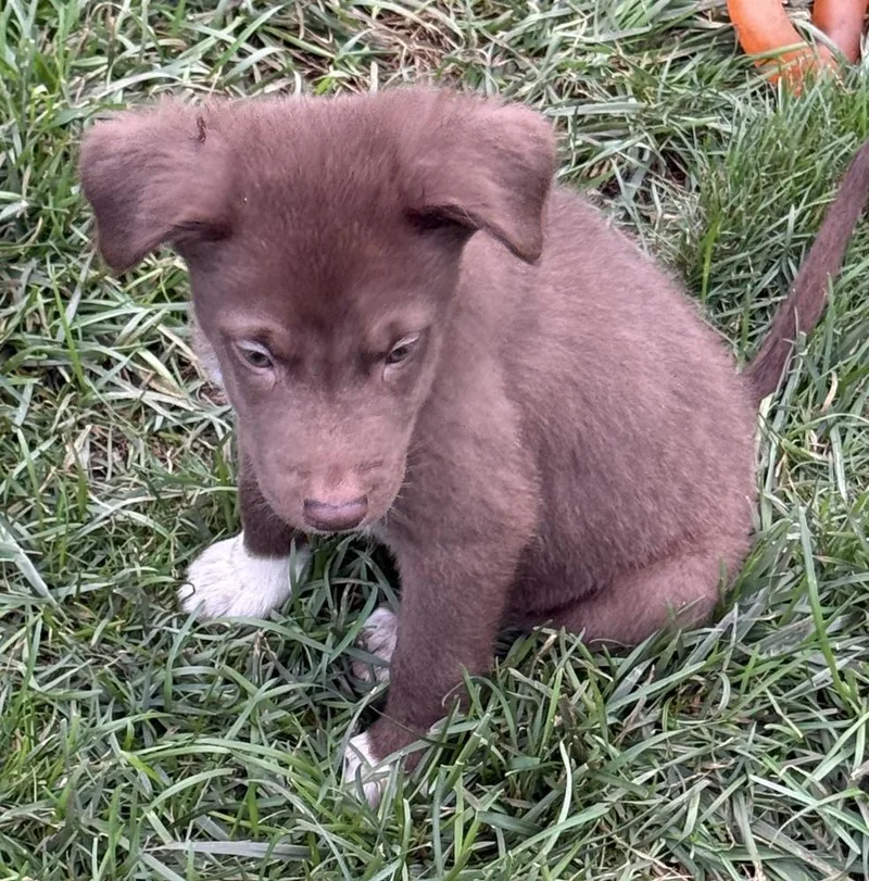 A baby medium-sized male Australian Shepherd dog named Romeo for adoption in South Bend, IN