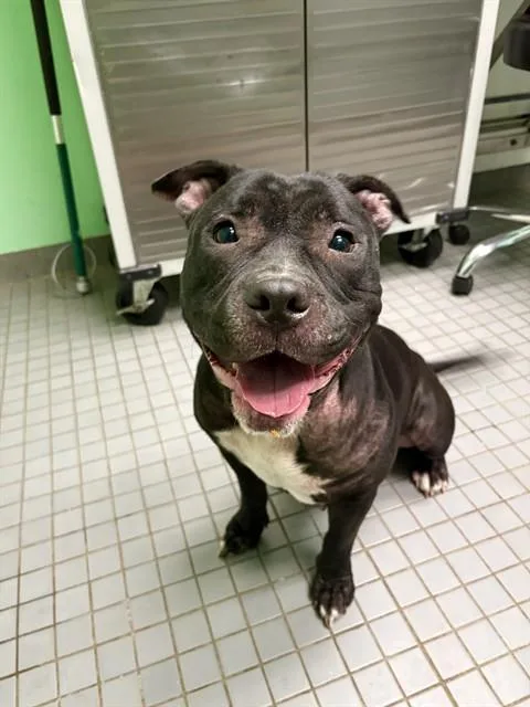 A young medium-sized female Pit Bull Terrier dog named Tila for adoption in Killeen, TX