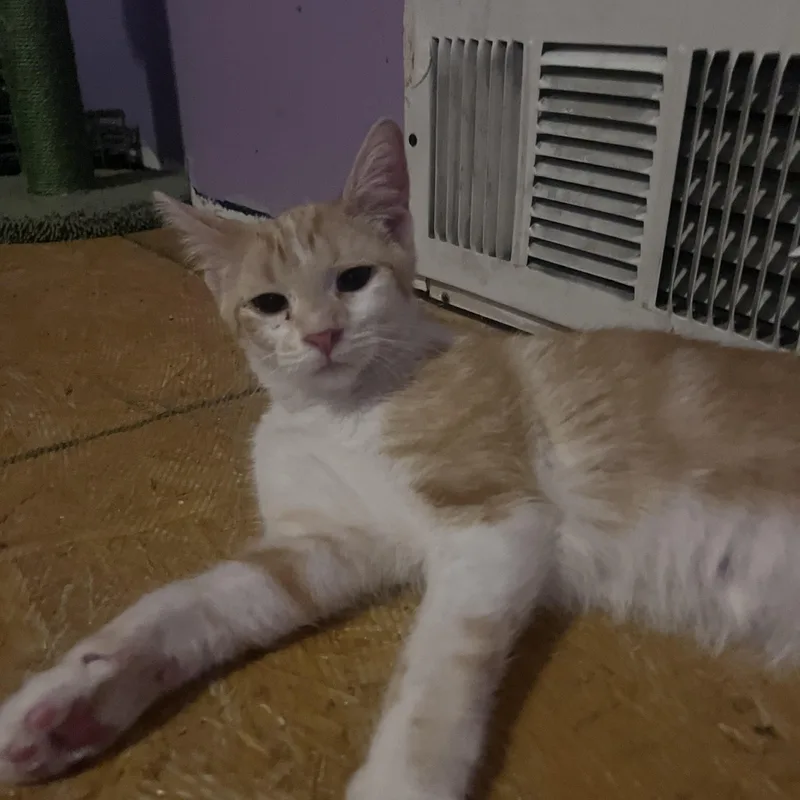 A young large-sized male Turkish Angora cat named Cajun for adoption in Newark valley, NY