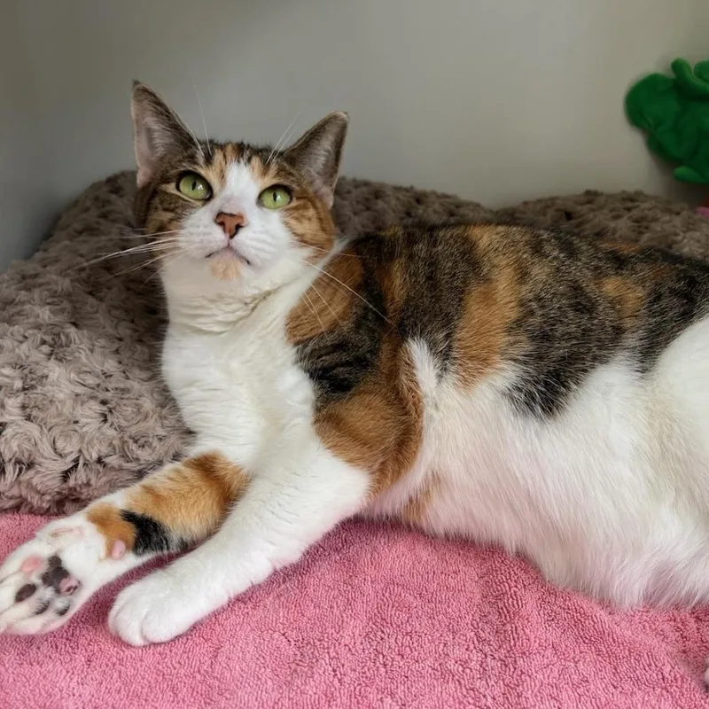 A senior large-sized female Domestic Short Hair cat named Crystal for adoption in Weimar, CA