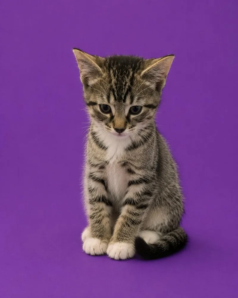 A baby small-sized male Domestic Short Hair cat named Jerry for adoption in Detroit, MI