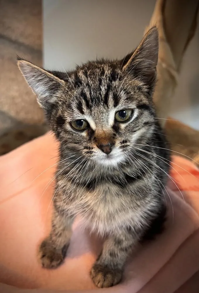 A baby small-sized male Brown / Chocolate Domestic Short Hair cat named Ollie for adoption in Omaha, NE
