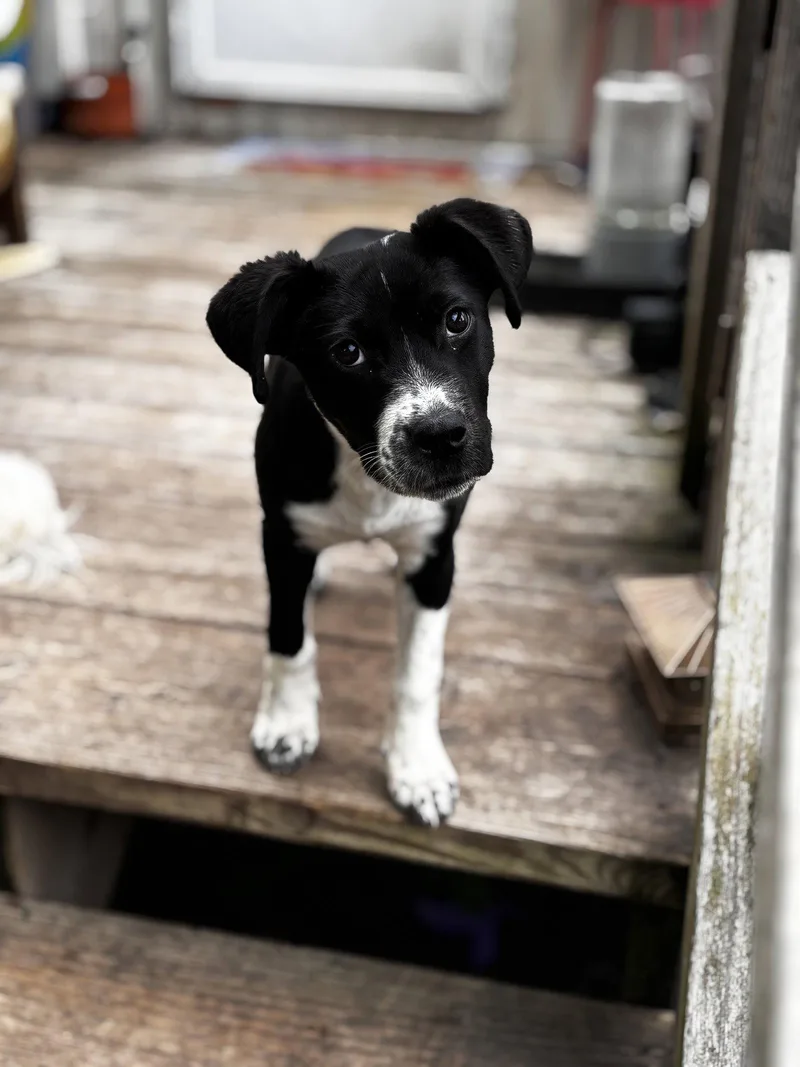 A baby medium-sized female Rat Terrier dog named Keke for adoption in St. Louis, MO