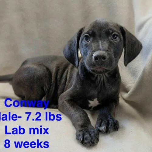 Conway thumbnail 2