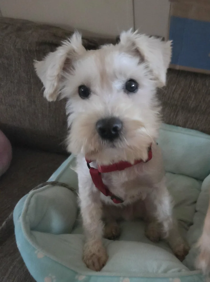 An adult small-sized male White / Cream Schnauzer dog named Lucky for adoption in Colorado Springs, CO