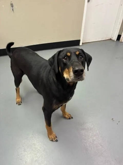An adult extra large-sized male Bicolor Doberman Pinscher dog named Fezzik for adoption in Phoenix, OR