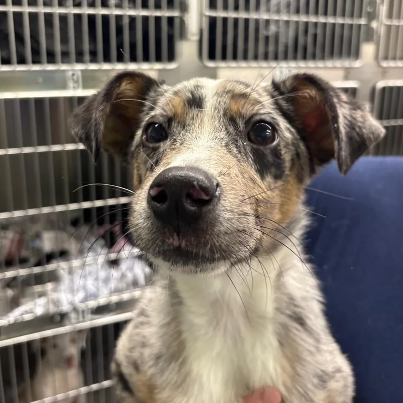 Cooper thumbnail 3