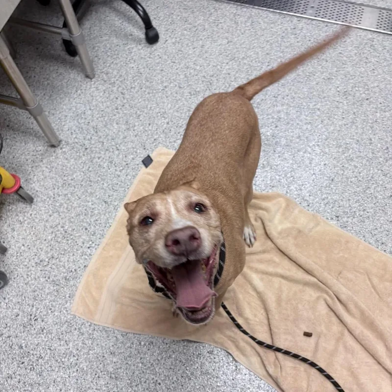 A senior medium-sized female Golden Mixed Breed dog named Copper for adoption in Reno, NV