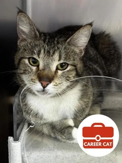 An adult small-sized female Domestic Short Hair cat named Cobalt for adoption in Roseville, CA