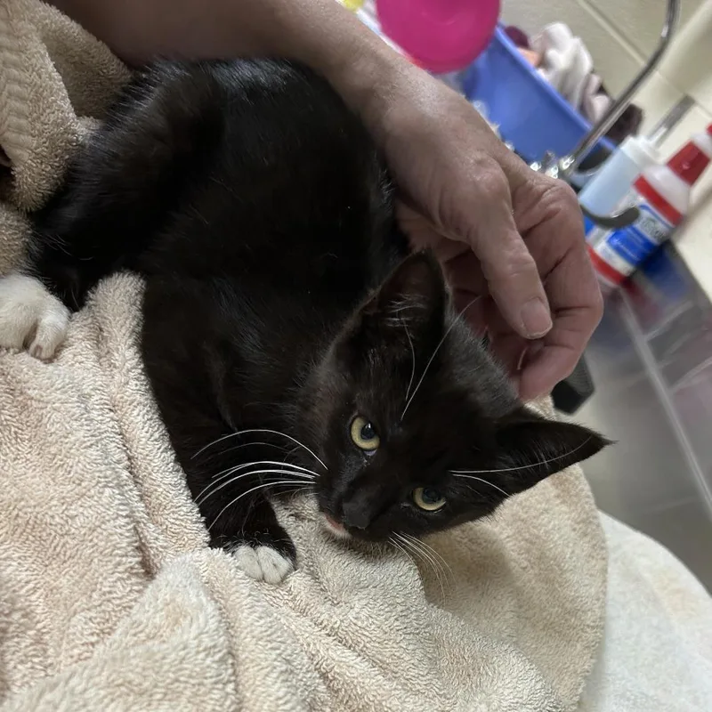 A baby small-sized female Black Domestic Short Hair cat named Westie for adoption in Asheville, NC