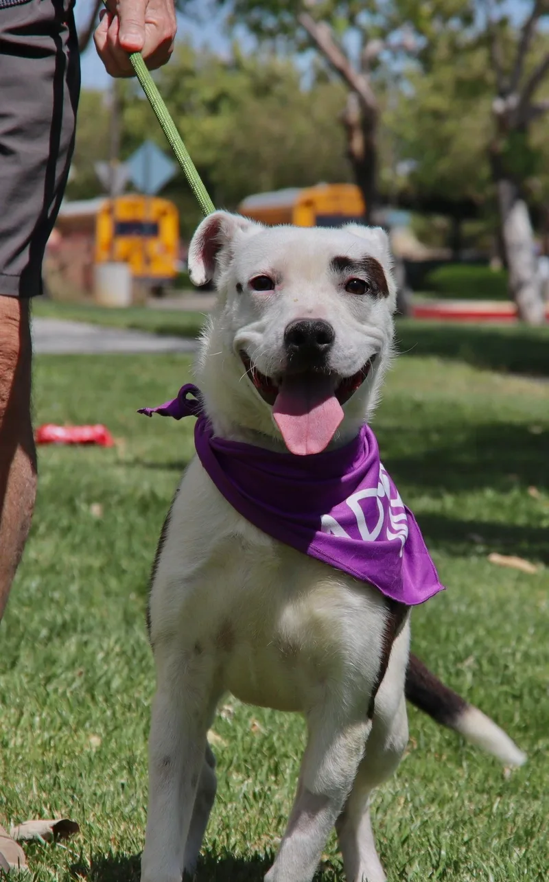 A baby medium-sized female Terrier dog named Maisy for adoption in santa monica, CA