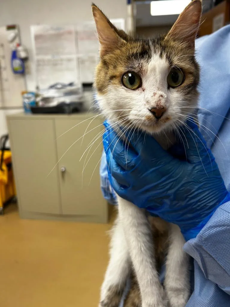 A young medium-sized female Domestic Short Hair cat named Anna for adoption in Waverly, NY